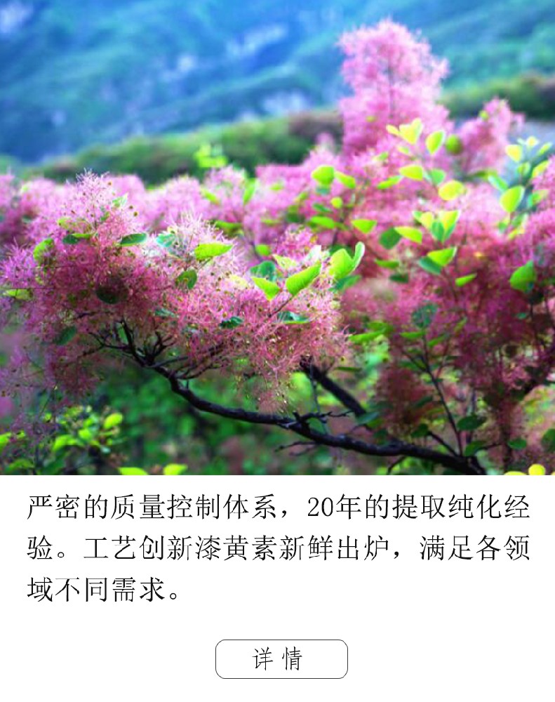 黃櫨提取物